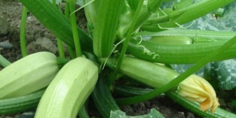 Da li je potrebno i kako pravilno rezati listove tikvica: velike, donje, ekstra